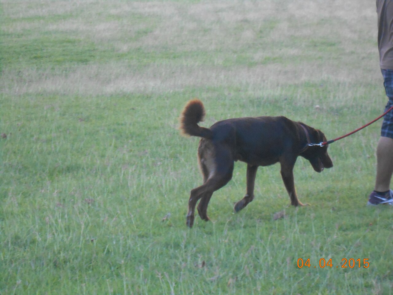 A leashed black and white dog running through green grass